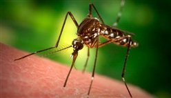 Как избавиться от укусов комаров в домашних условиях фото