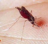 Чем лечить укусы комаров у детей? фото