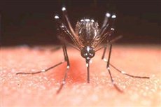 Как избавиться от укусов комаров в домашних условиях фото