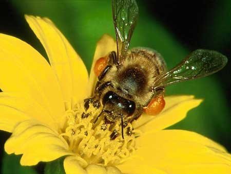 Как лечить укус пчелы фото