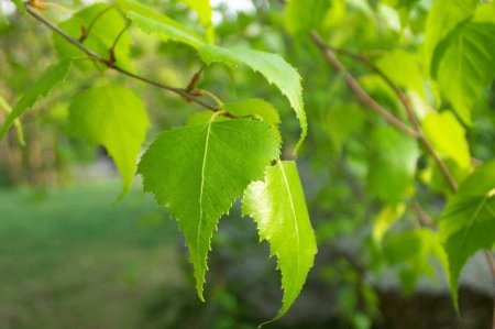 Березовые листья - лечебные свойства и противопоказания