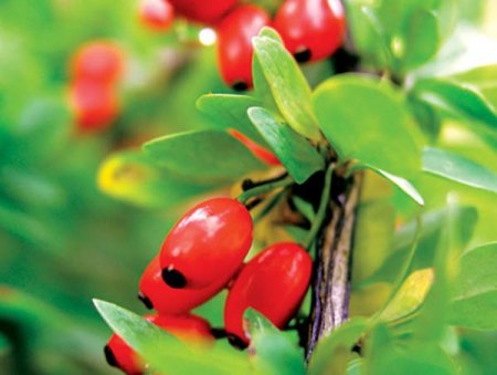 12 положительных свойств ягод барбариса
