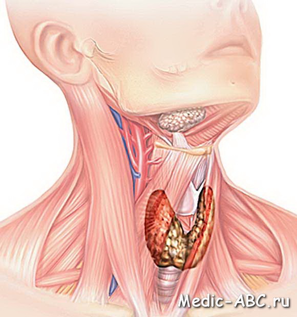 Чем лечить щитовидную железу