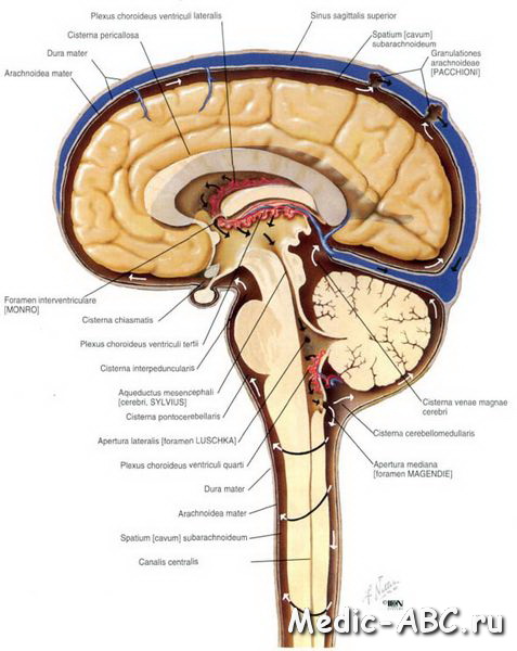 Киста головного мозга: виды, причины, диагностика, лечение и последствия