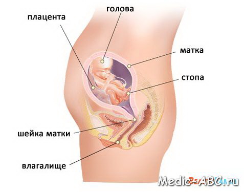 Симптомы беременности на первой неделе